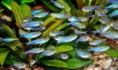 VENTA POR MAYOR DE PECES TETRA NEON AZUL ELECTRICO